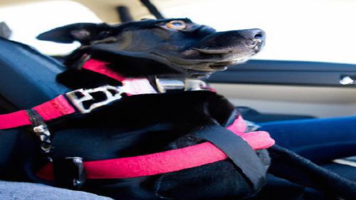 Jak przewozić psa w samochodzie – akcesoria dla czworonogów